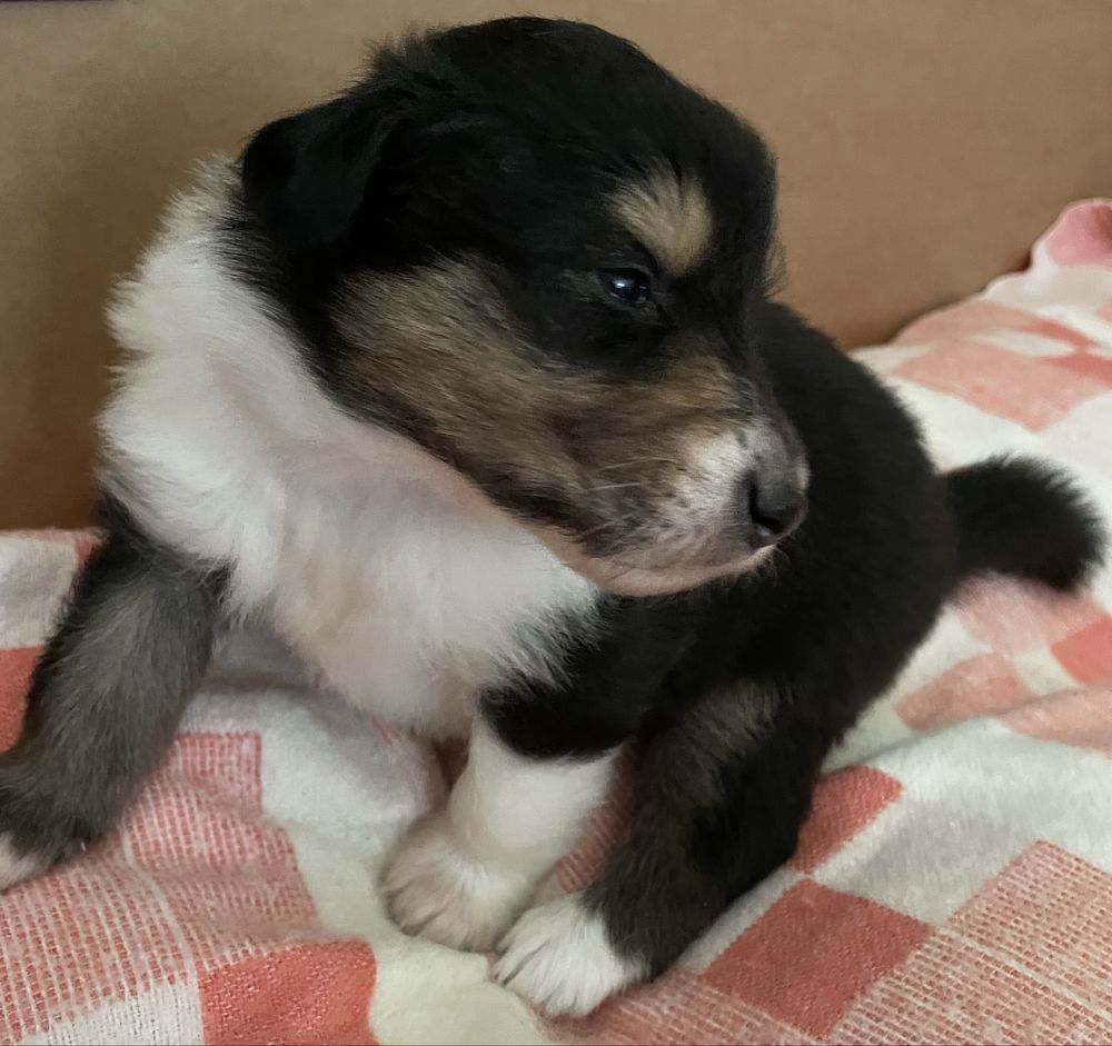 Szczeniak Owczarek Szkocki Długowłosy Collie