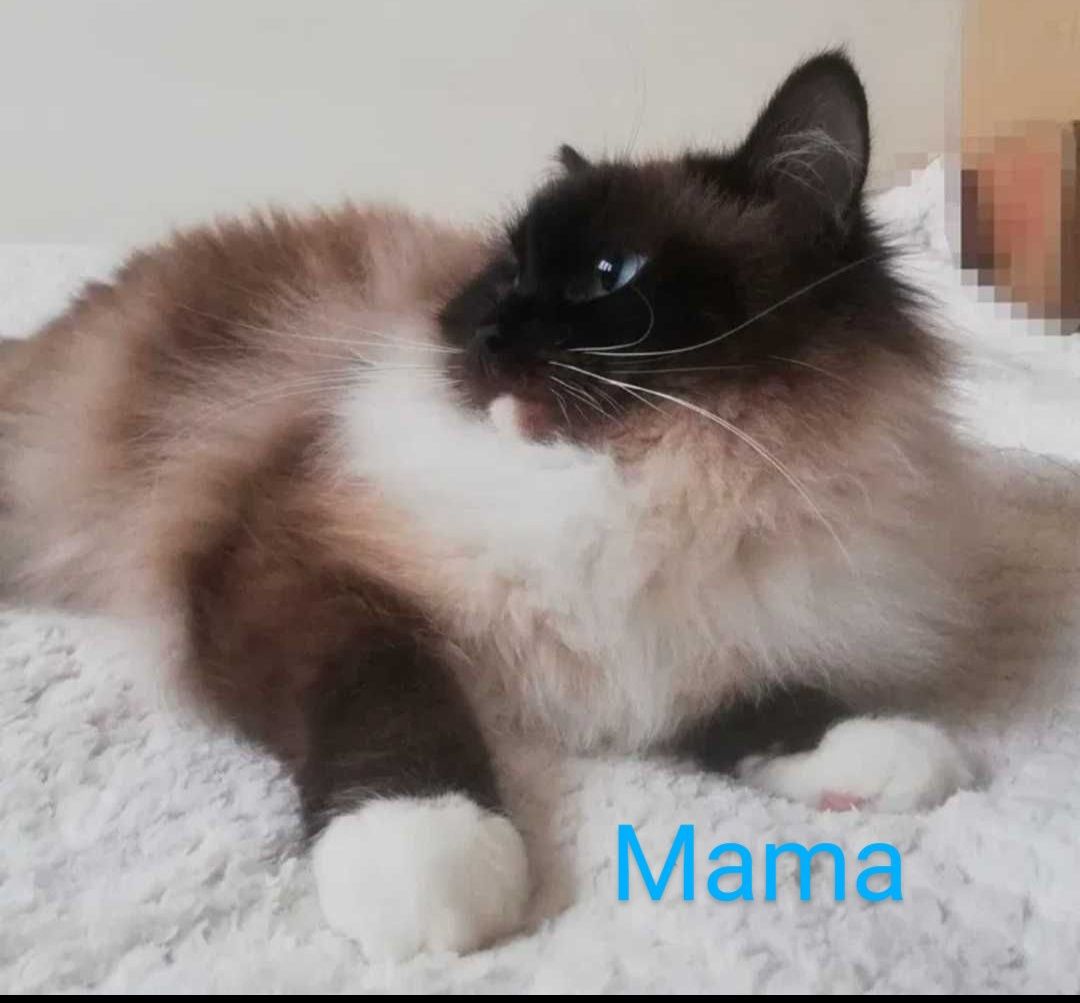 Piękny kocurek Ragdoll gotowy do odbioru
