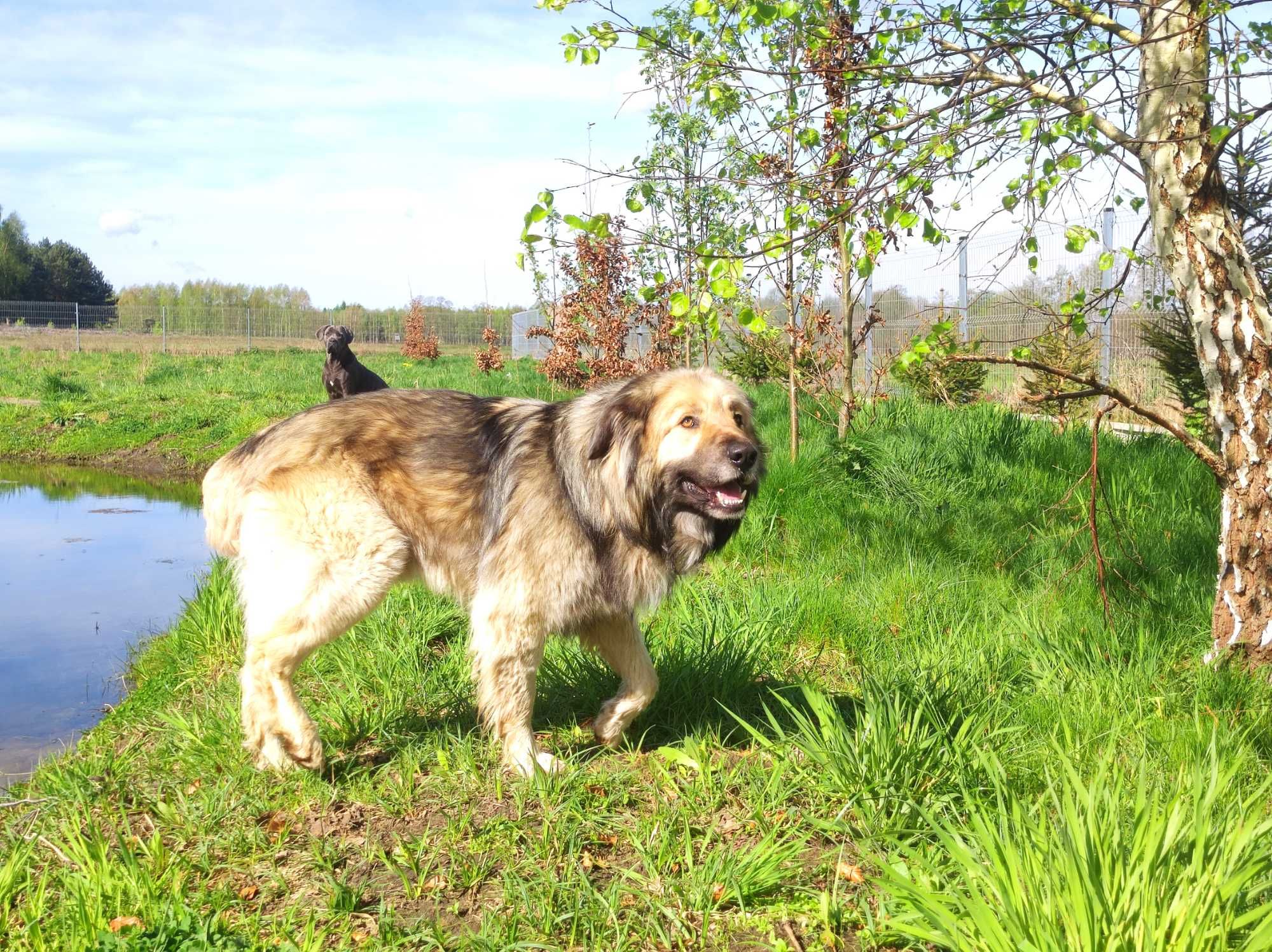 Ivar poleca się do adopcji