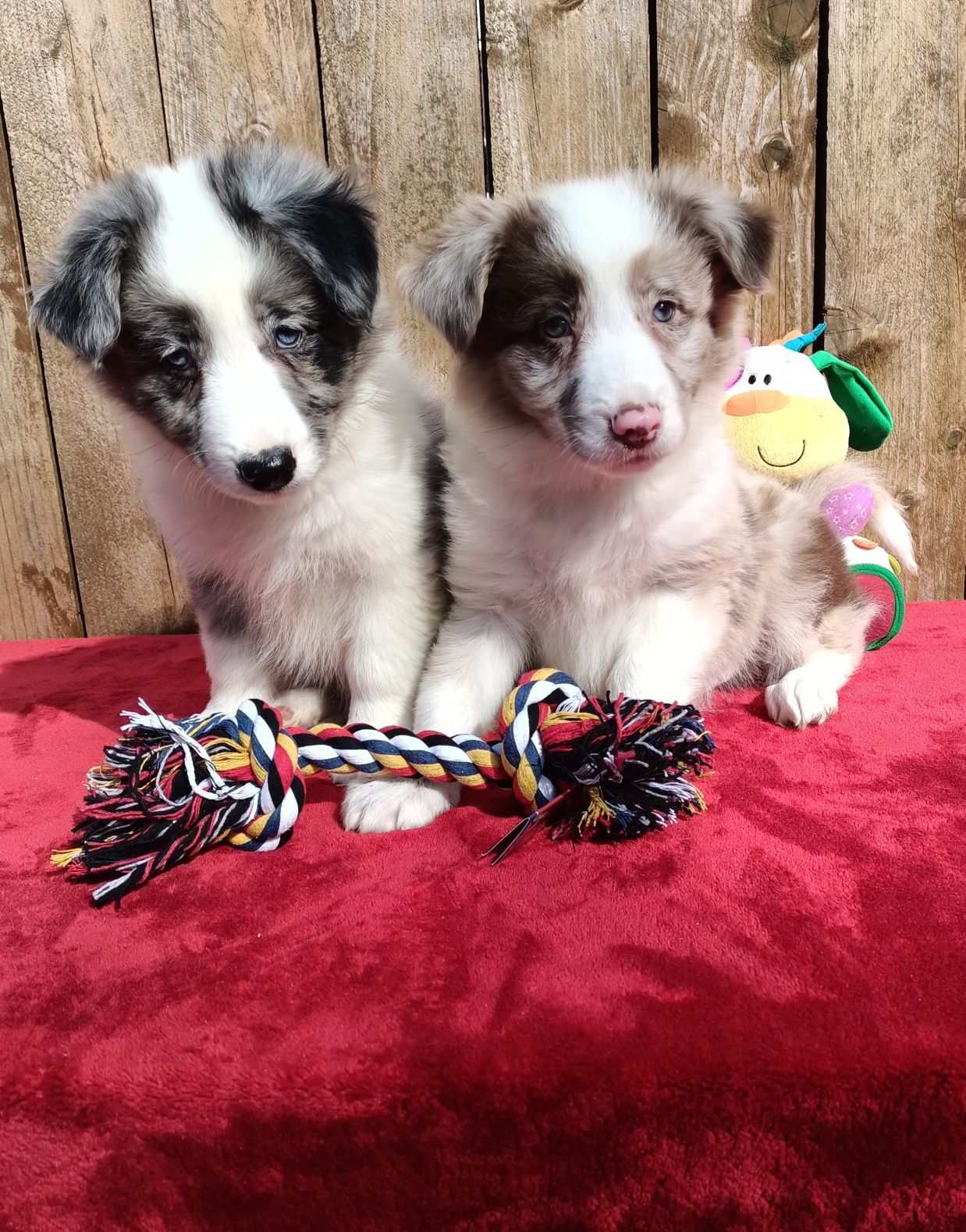 Border collie -piesek red- merle