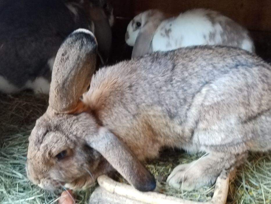 Królik Samica nc/fb 2025