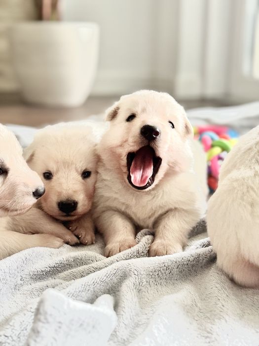Szczeniak gotowy do odbioru- Biały Owczarek Szwajcarski!
