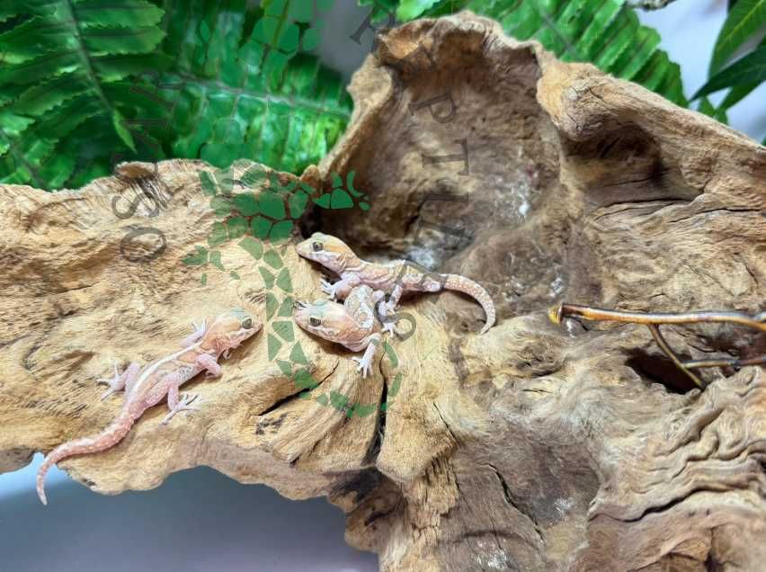 Gekon madagaskarski gekony madagaskarskie nie lamparci Chojnice