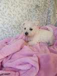 Piękna suczka West Highland White Terrier z metryką