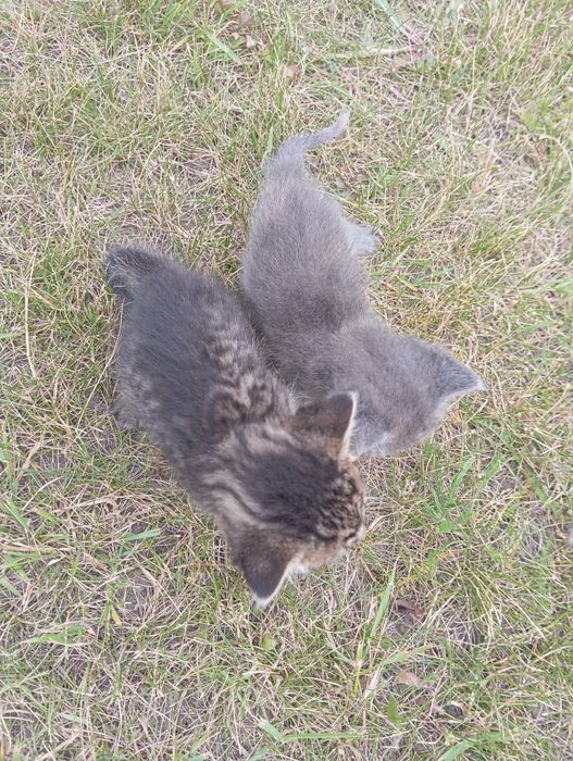 Котенята в добрі руки