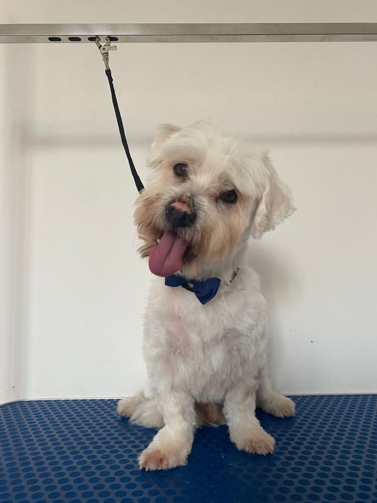 Snoopy - 7 anos, xCaniche