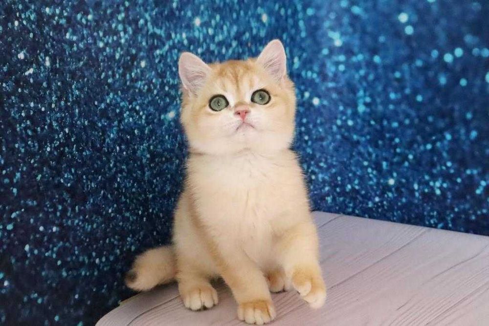 Плюшевый британский мальчишка-золотая шиншила