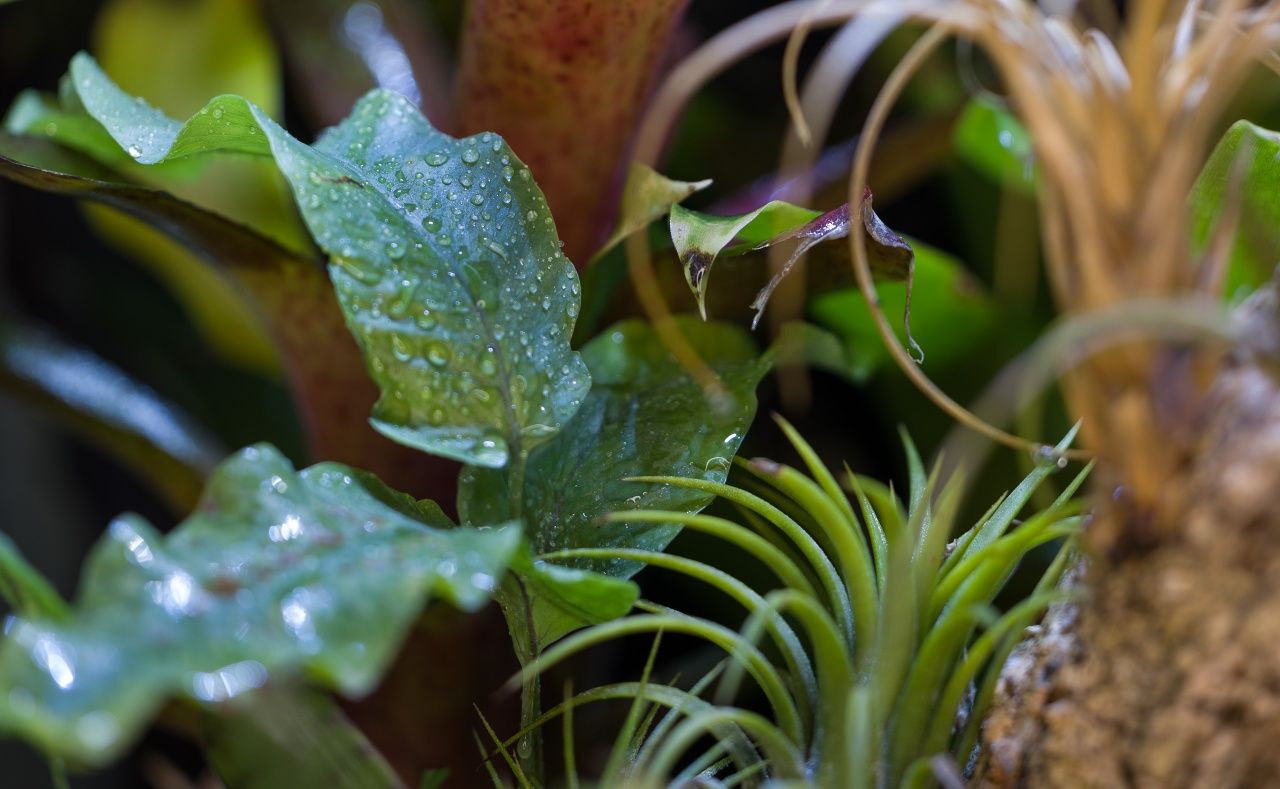 Terrarium tropikalne paludarium gekon