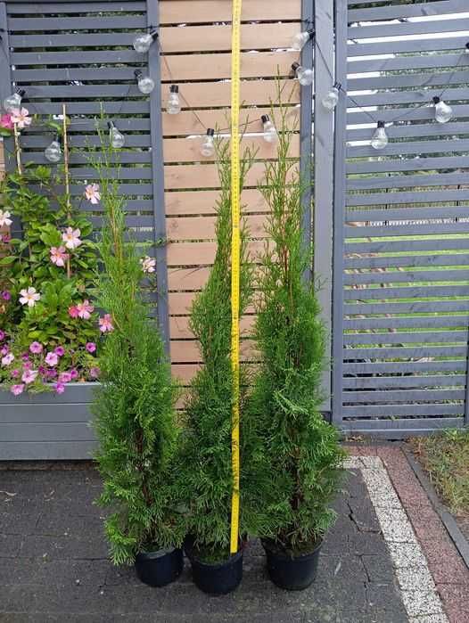 Tuja Thuja Szmaragd 90-100 cm doniczka WYSYŁKA pobranie