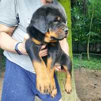 Rottweiler, szczeniak FCI