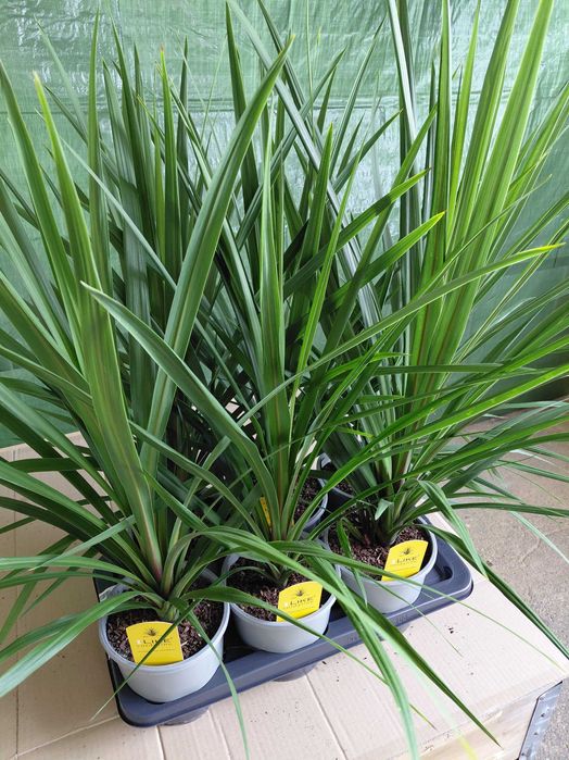 Kordylina, Cordyline 'In Peko' 80cm WYSYŁKA