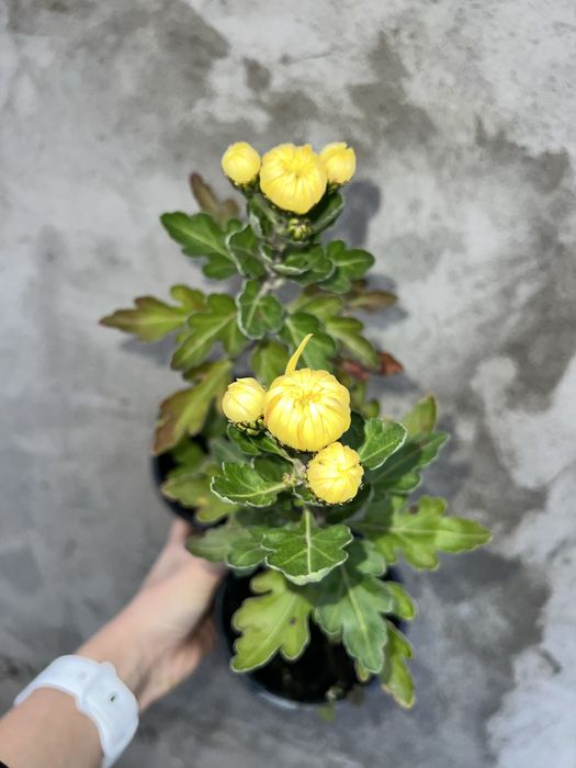 Хризантема горшкова великоквіткова