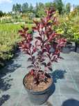 Lagerstremia, bez południa różowe kwiaty, Rhapsody in Pink, Eveline