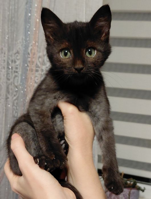 Кошенятко шукає родину!