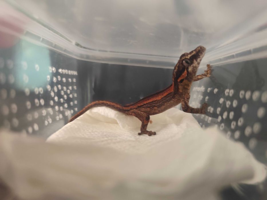 Gekon garg.ulcowy młody