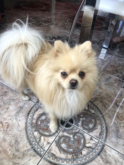 Вязка з породою шпіц