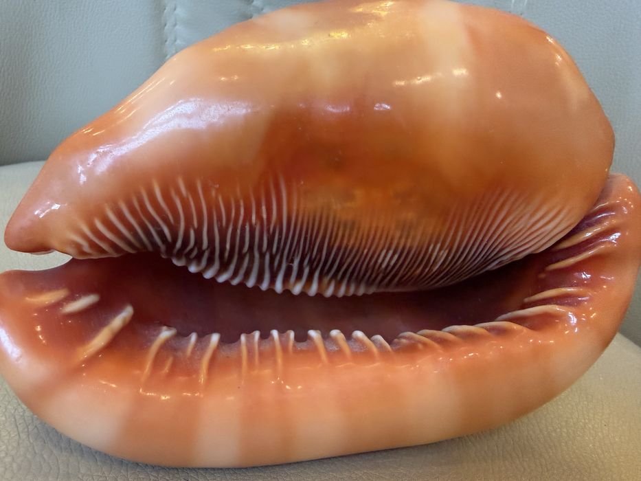 Ракушка Циприякасис Руфа губы мушля идеальная Маврикий