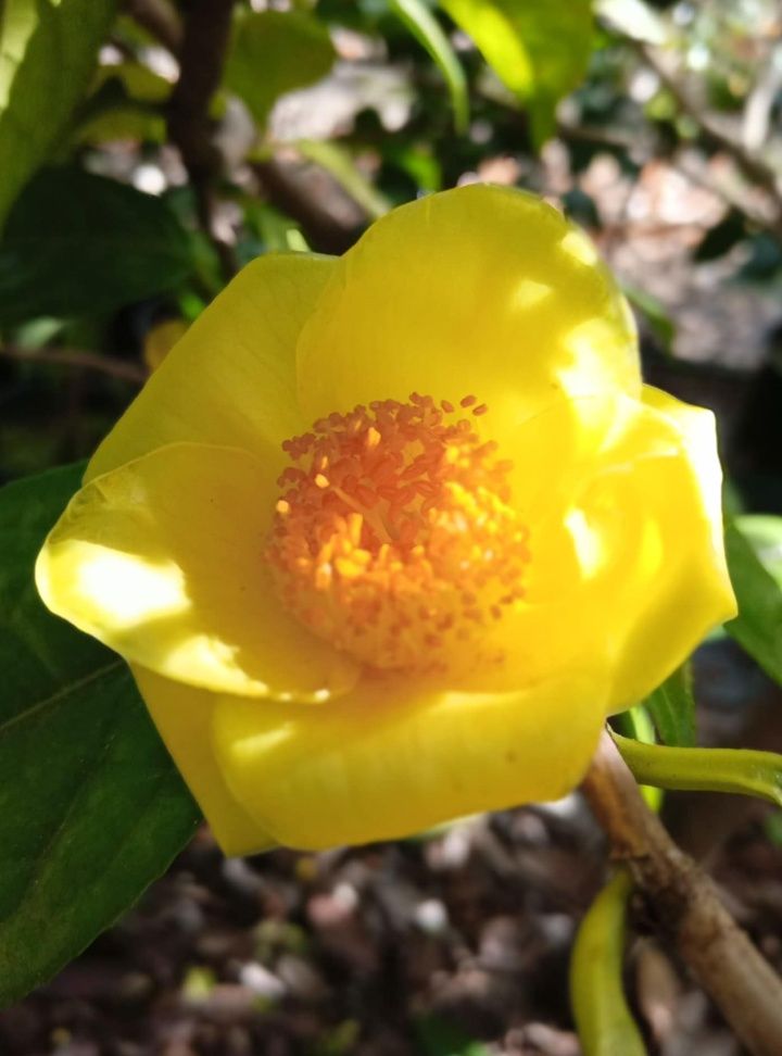 Camélias Amarelas