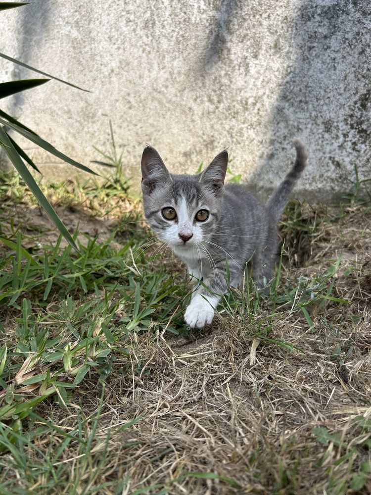 Gatinho para adoção