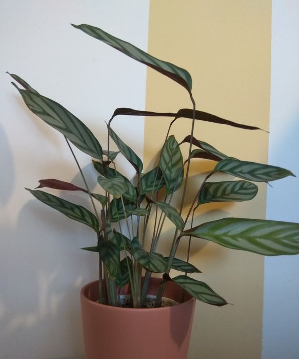 Kalatea - Calathea "Compact Star"