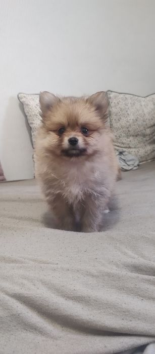 AKTUALIZACJA (został tylko piesek)Szpic miniaturowy Pomeranian