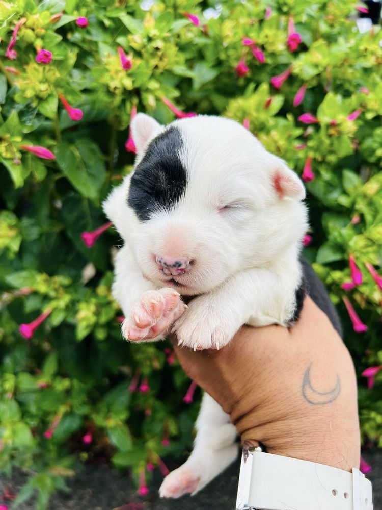 Excelente menina border collie tricolor