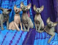 Sphynx • Sfinks! ‼️ Przesłodki Kociak na juz! • W-wa & Sosnowiec