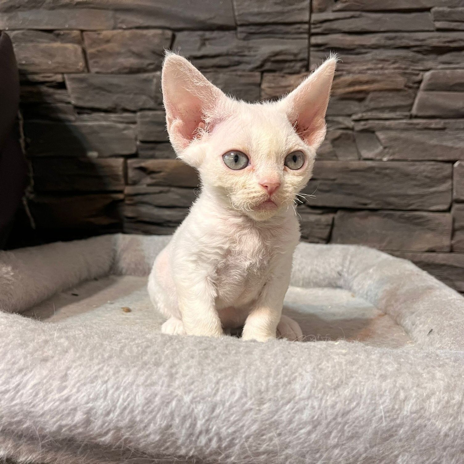 Koteczka Devon Rex