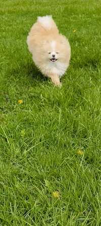 Szpic miniaturowy Pomeranian cream merle niebieskie oczy pies