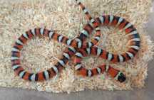 lampropeltis pyromelana woodini