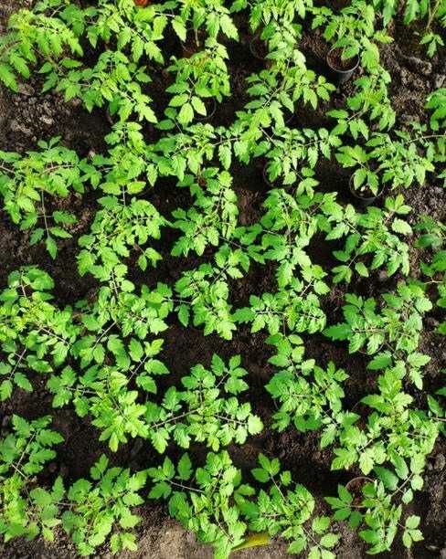 Sadzonki pomidorów szczepionych malinowe i bawole serce