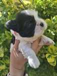 Suczka shih tzu z genem czekoladowym