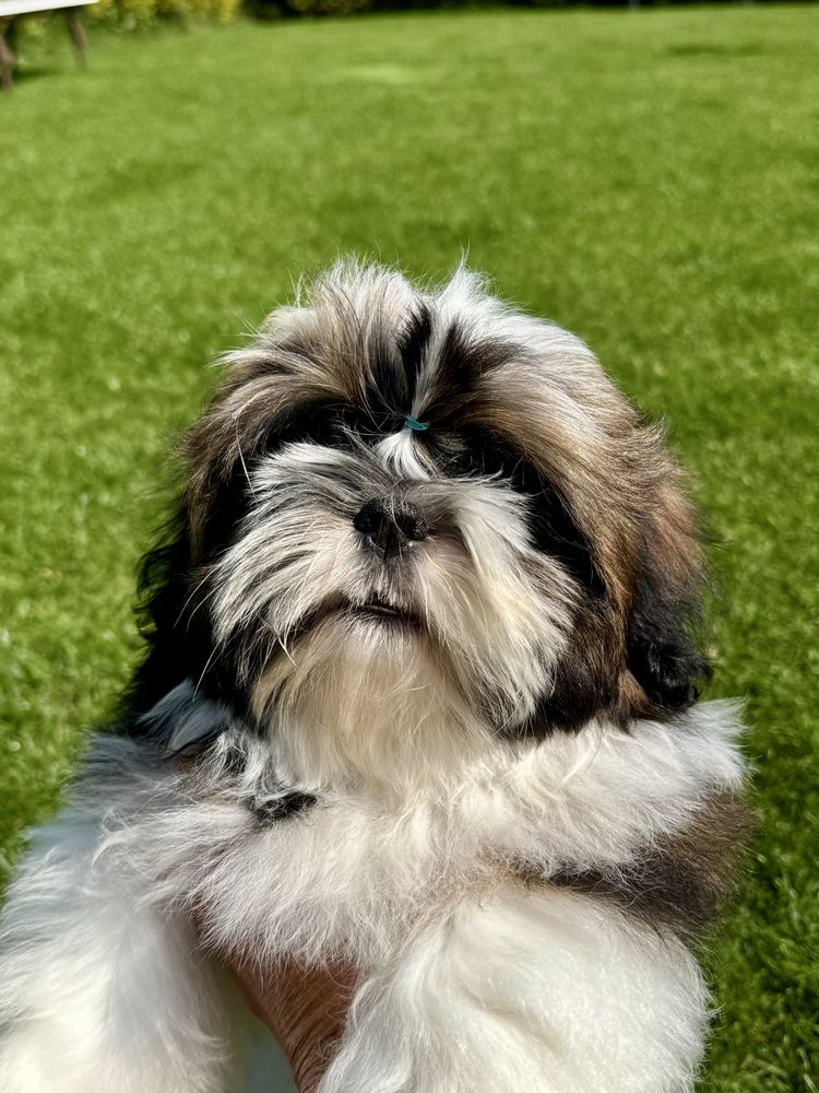 Suczka Shih Tzu ZKwP FCI