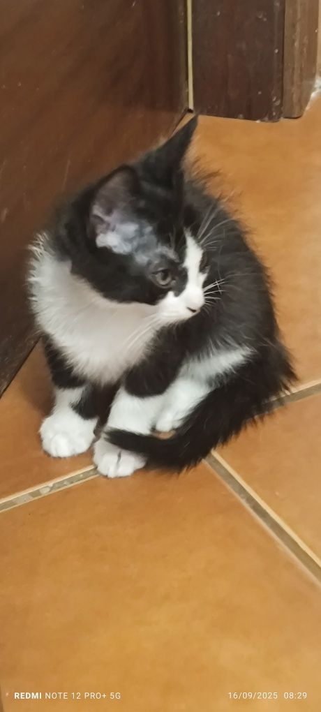 Gatinhos para adoção