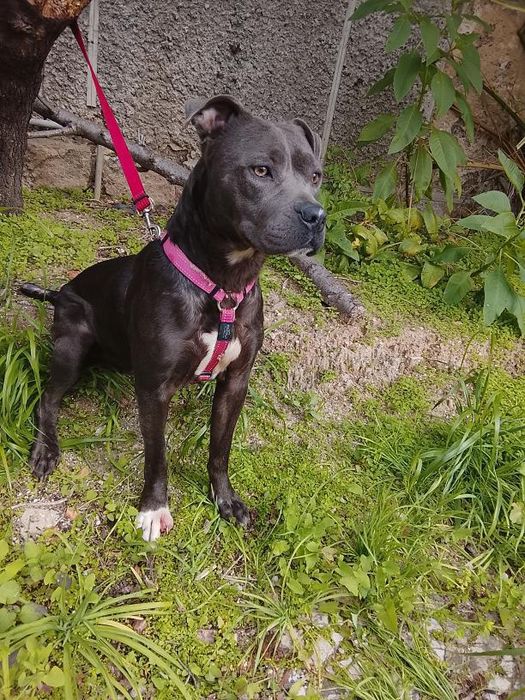 Pitbul fêmea 2 anos