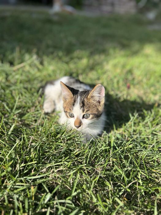 Кошенята хлопчики