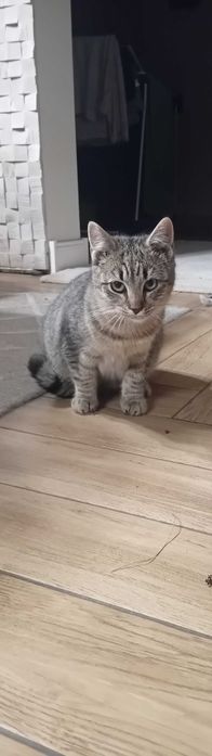 Oddam koty - dwa koty i jedna kotka