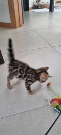 Bengal gato meigo, saudavel, show classe (de qualidade)