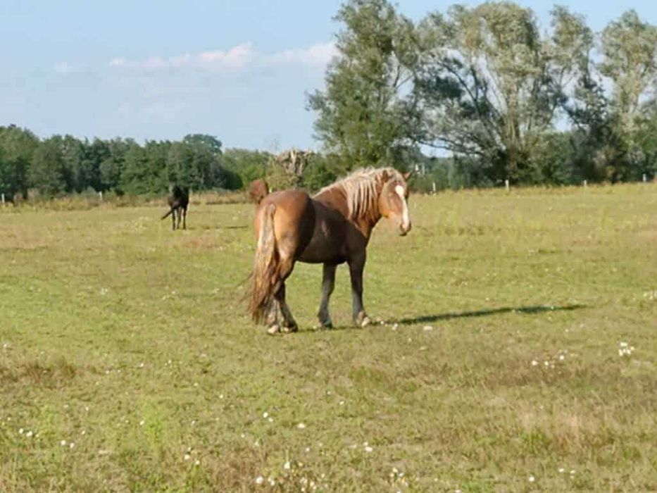 Koń zimnokrwisty