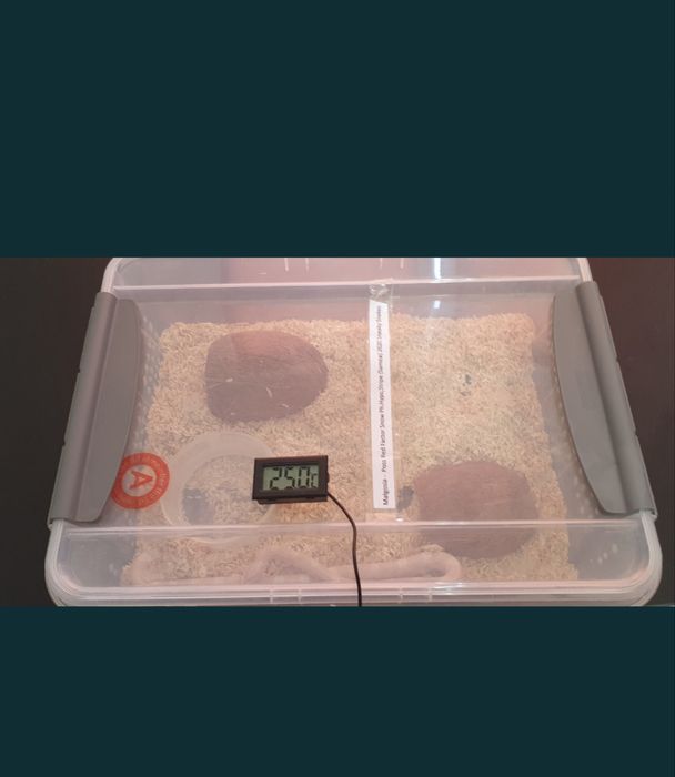 Wąż zbożowy bloodred pied maluchy / Box i akcoesoria