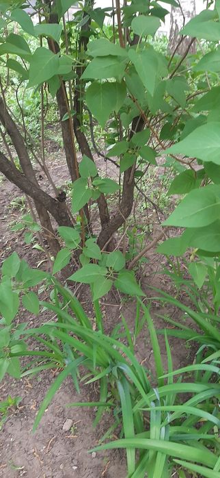 Продам саженцы сирени