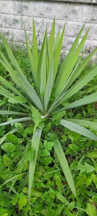 Młode sadzonki juki