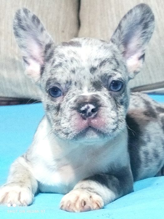 Маленькие непоседы.