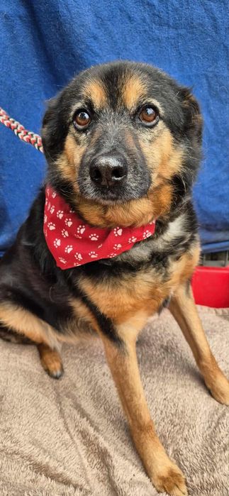 Do adopcji – spokojna sunia.