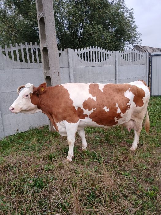 Krowa simental 5 lat do dalszej hodowli okazja