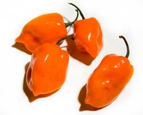 10 Sementes Pimenta Habanero Laranja