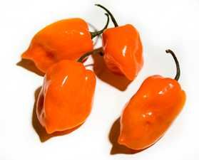 Sementes de Pimenta Habanero Laranja - envio gratuito