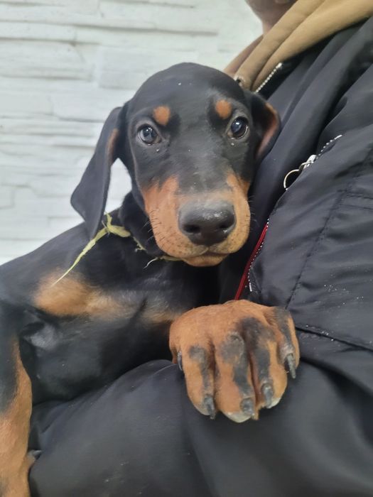 Doberman szczeniak
