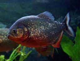 GB Pirania Natterera, pirania czerwona 20CM+