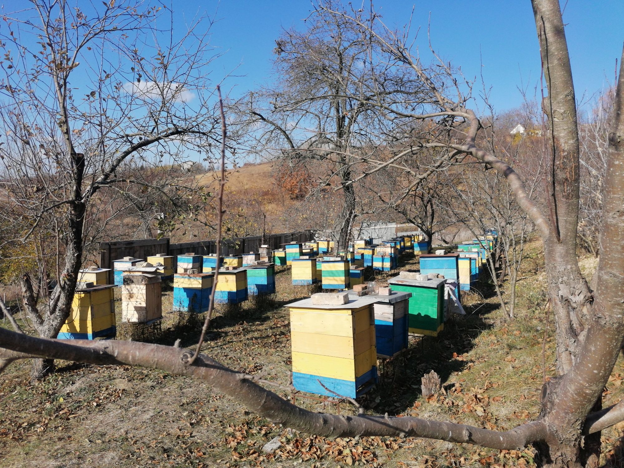 Продам бджолопакети